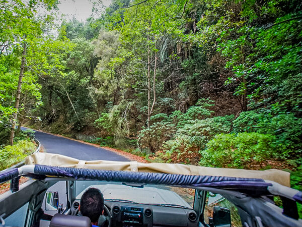 Jeep Safari La Gomera - lasy wawrzynowe