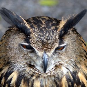 Jungle Park - Image 5