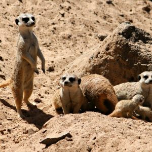 Jungle Park - Image 4