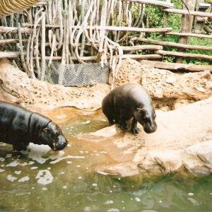 Jungle Park - Image 3