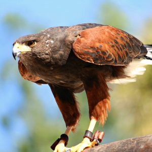 Jungle Park - Image 7