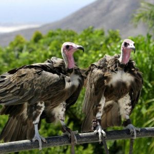 Jungle Park - Image 6