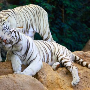 Twin Ticket - Image 11