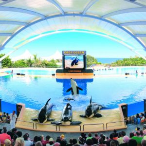 Loro Parque - atrakcje dla dzieci