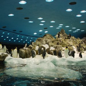 Twin Ticket - Image 9