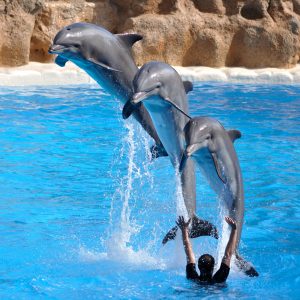 Twin Ticket - Image 8