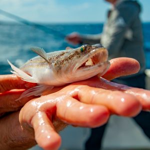 Sport fishing - Image 4