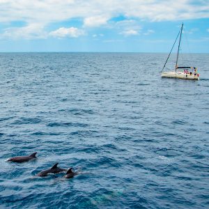 Oglądanie wielorybów na rejsie kameralnym jachtem