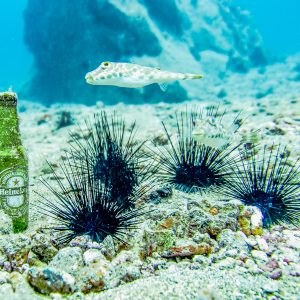 Diving for advanced - Image 12