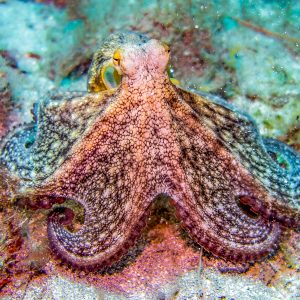 Diving - Try Dive - Image 6