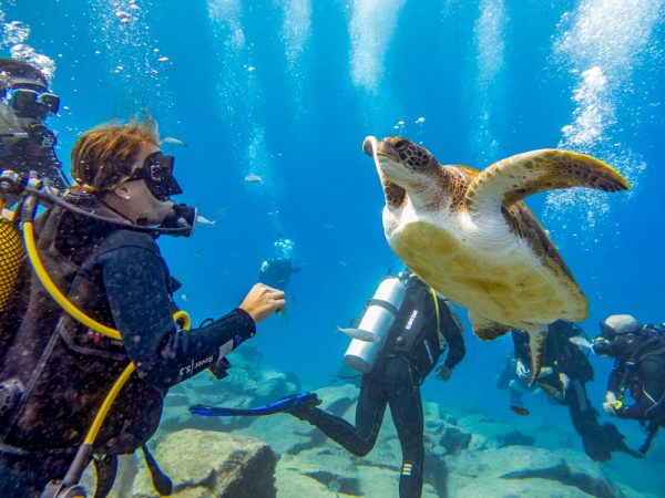 teneryfa atrakcje - Nurkowanie na Teneryfie z żółwiem