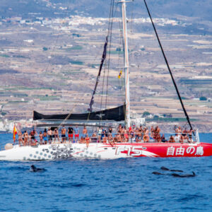 Catamaran - whale watching - Image 5