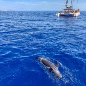 Catamaran - Los Gigantes & whale watching - Image 3